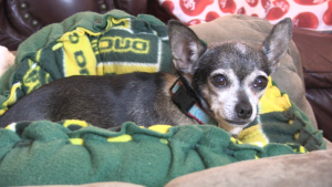 A small brindled chihuahua with a white face sits in an Oregon Ducks dog bed up on a living room recliner. She looks toward the camera with big, wet eyes.