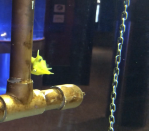 A yellow boxfish plays hide and seek with me, just peeking out from behind a copper-colored pipe in its aquarium. This guy is a couple inches long and a cross between a marshmallow peep, a snail, a lemon cookie, and a spatula. It’s got giant eyes and antennae, a puckering mouth, little fins, and its underside is super flat.